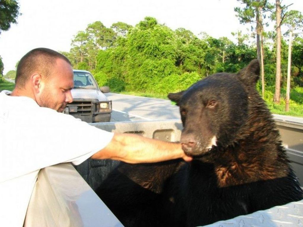 Un hombre arriesgó su vida para salvar la de un oso que estaba en peligro