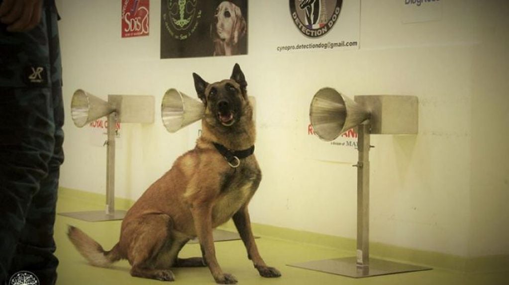 La UBA entrena perros para detectar coronavirus a través del olfato