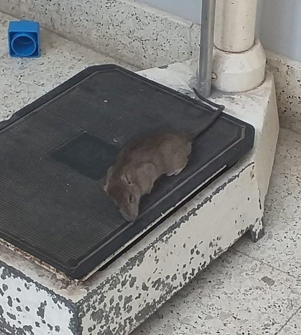 Encontraron una rata gigante muerta en el Hospital de Niños de La Plata