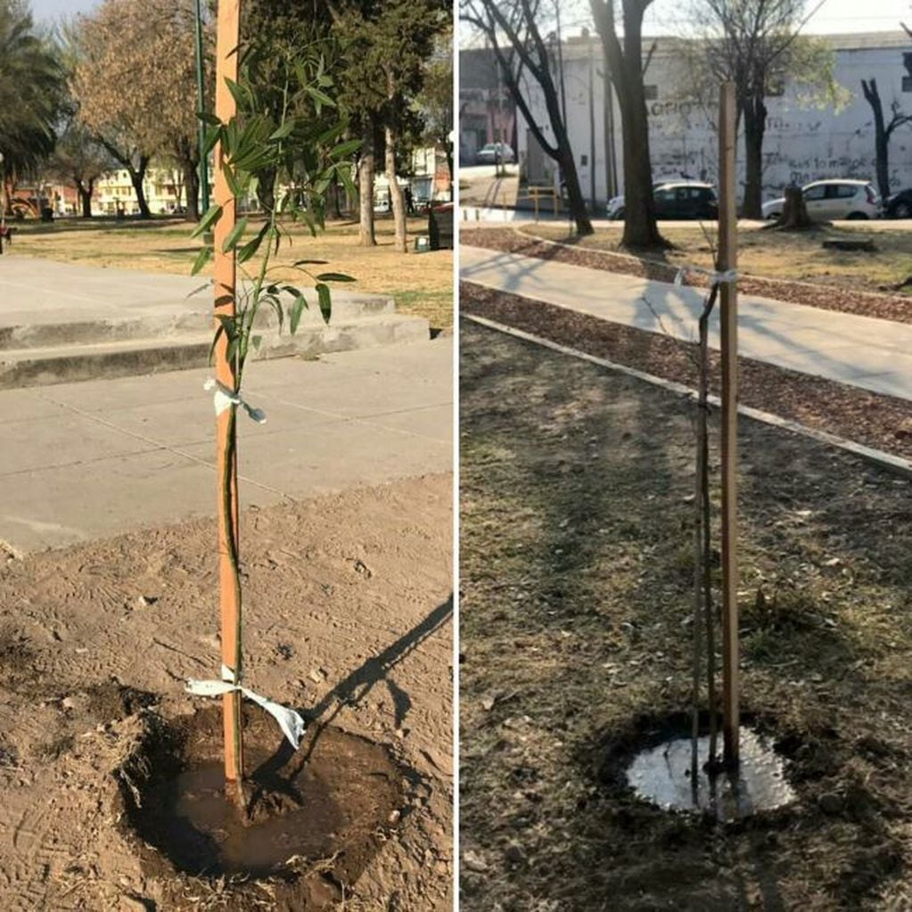 Plantaron más de 120 árboles en Salta (Municipalidad de Salta)