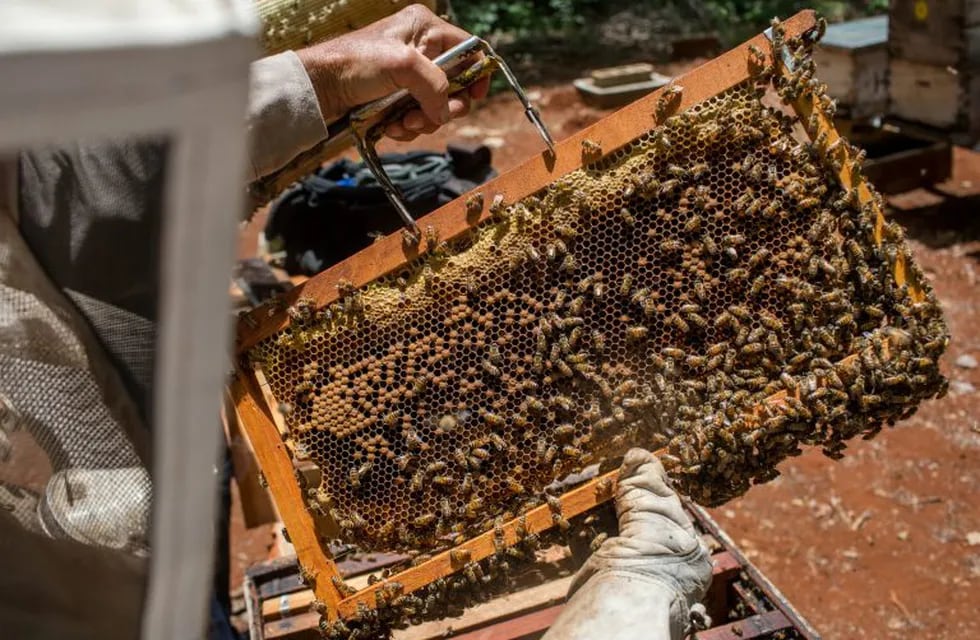 Pesticidas fue la causa de la muerte de las abejas en Traslasierra.