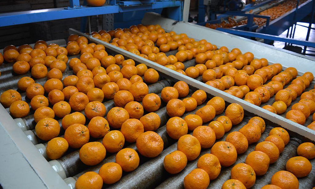 Fuerte aumento en el volúmen de exportación citrícola