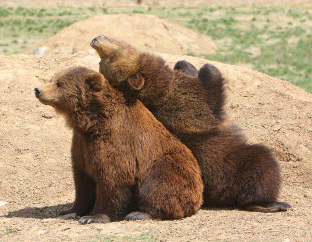Entre sus logros se encuentra la derivación de los 10 osos pardos a un santuario de Estados Unidos.