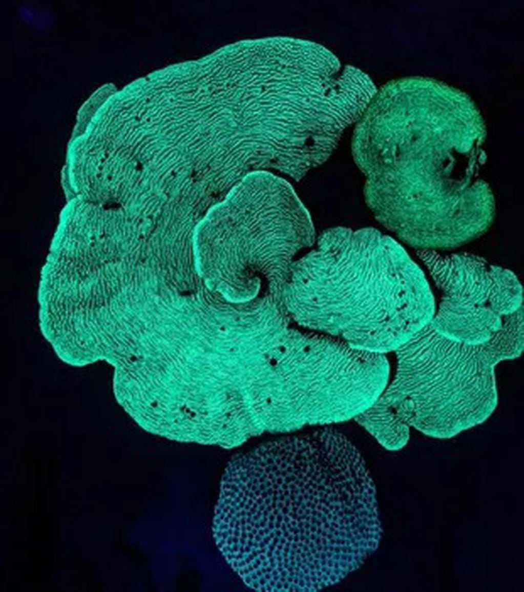 "¿Luces de LED en el mar?", se pregunta el joven en su cuenta de Instagram y nos muestra este hermoso coral.