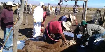 esquila de camélidos en la Puna jujeña