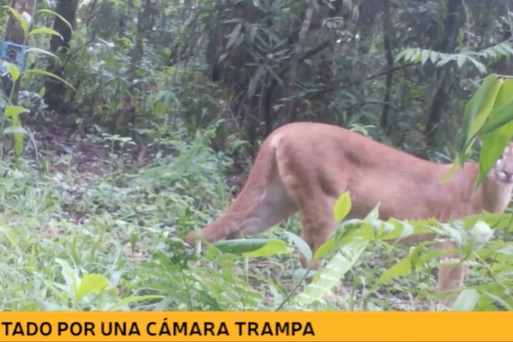 Captan a un puma en el Parque Nacional Iguazú.