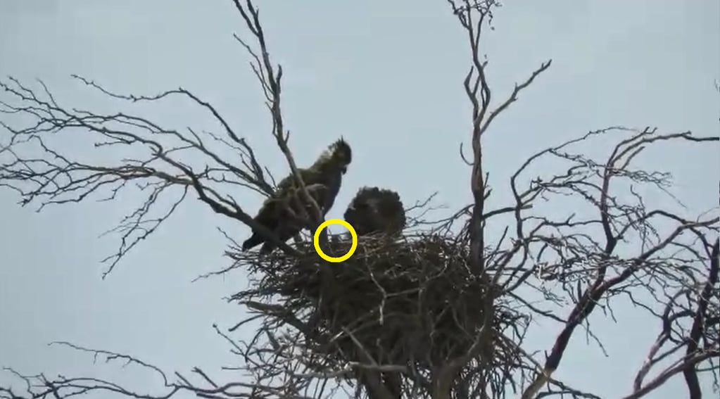 El turista tenía que ir al baño, paró en la ruta y, campo adentro, encontró un pichón de águila coronada . Foto: Captura Video.