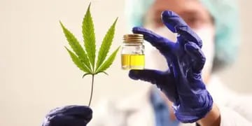 Salta y el norte salteño en vista para el cultivo de cannabis medicinal