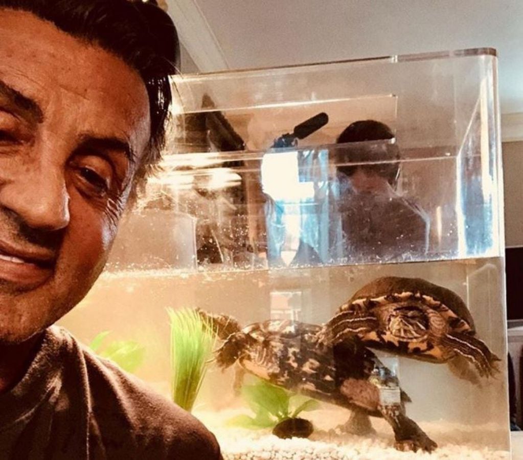 Sylvester Stallone conservó las tortugas que Rocky le regaló a Adrian en la primera película