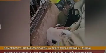 Bomberos de Puerto Rico rescataron a un perro que metió su cabeza en el hueco de una pared y quedó atrapado