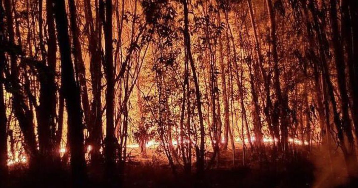 Incendio en Berazategui: 150 bomberos trabajan en el Parque Pereyra Iraola