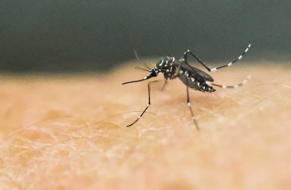 El mosquito Aedes aegypti transmite la enfermedad a humanos.