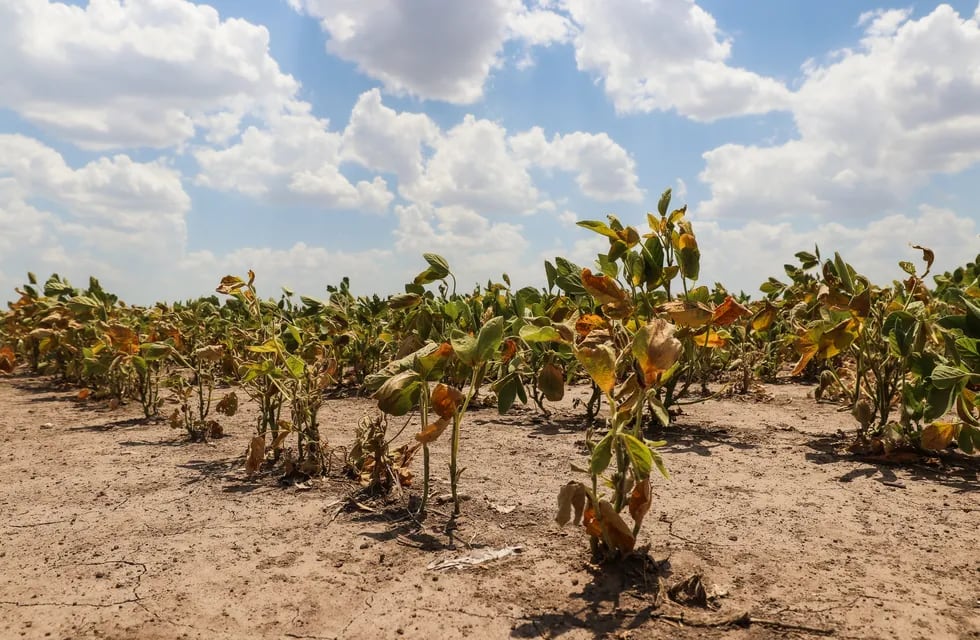 Por la sequía, las pérdidas en el sector productor superan los US$ 10.000  millones de dólares.