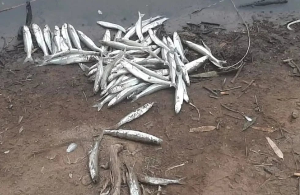 Aparecieron peces muertos en el Dique San Agustín y preocupa a los vecinos.