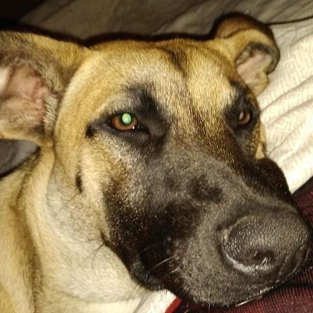 El es Milo, el cachorro abandonado que hoy cuenta con el calor de una familia. (Instagram)