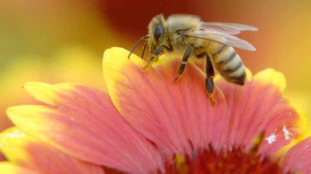 Las abejas están en peligro de extinción. (AP/Archivo).