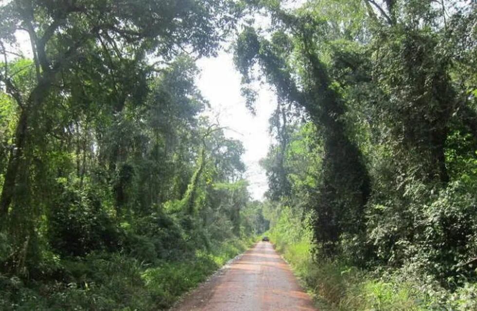 Buscan a una mujer que se perdió en Iguazú