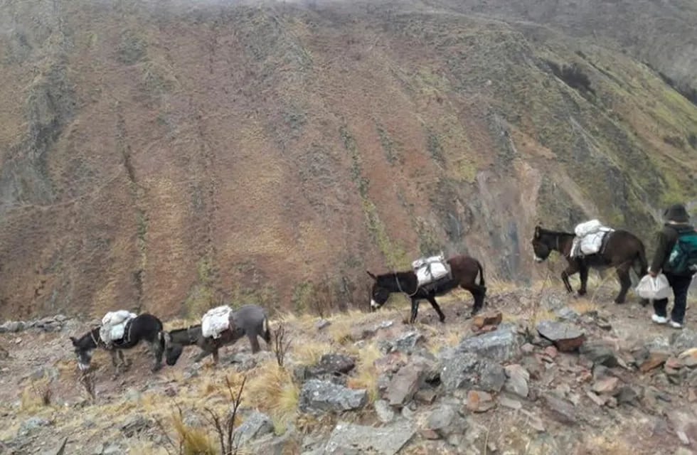 Envíos a lomo de mula, por las montañas de Jujuy