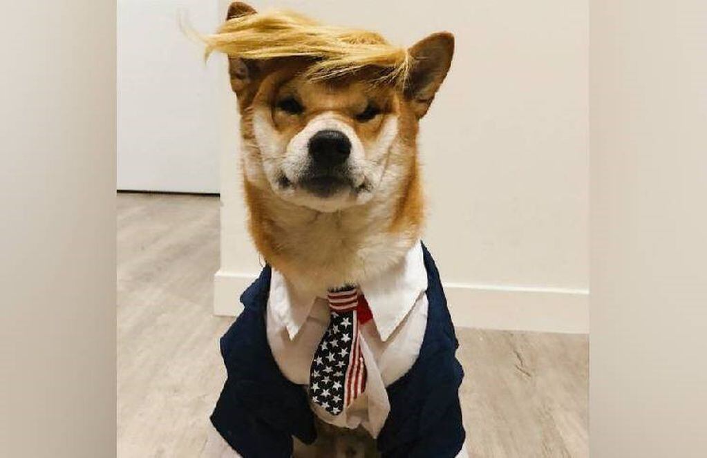 Perro disfrazado de Trump gana el concurso de Halloween (Web)