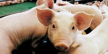 Salud de la Provincia reclama atención a la hora de consumir cerdo