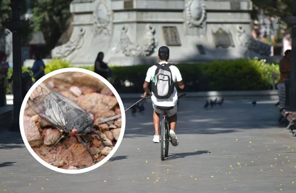 El hombre circulaba en bicicleta bajo el rayo del sol cuando se grabó recreando a una chicharra cordobesa.