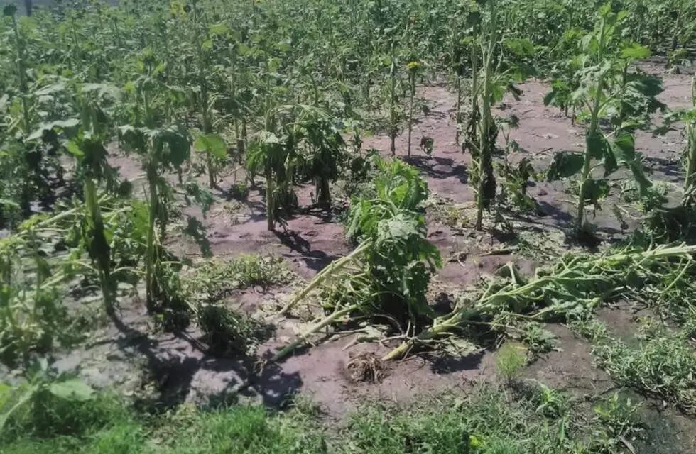 Los campos de girasol afectados por las lluvias abundantes de la última semana. (Prensa Gobierno del Chaco)