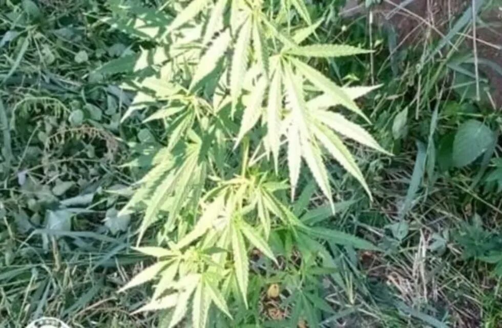 Planta de marihuana.
