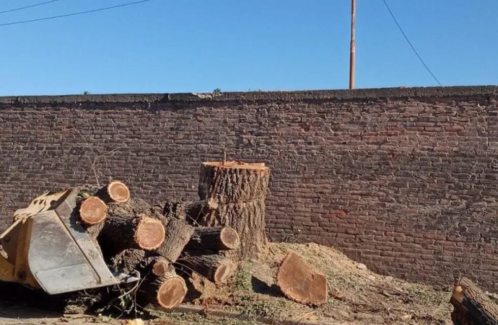La Calera: extracción de árboles añosos.