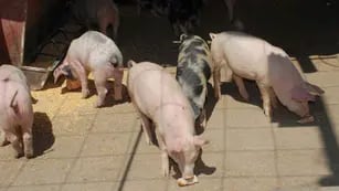 TRIQUINOSIS.  Es una enfermedad transmitida por la ingesta de carne de cerdo cruda o mal cocida, contaminada con el parásito Trichinella spiralis, explicó la Provincia (Gentileza Gobierno de Córdoba).