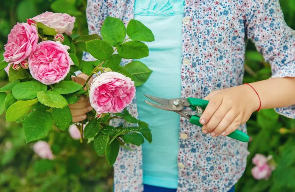 gardener pruning tea rose shears. selective focus. nature