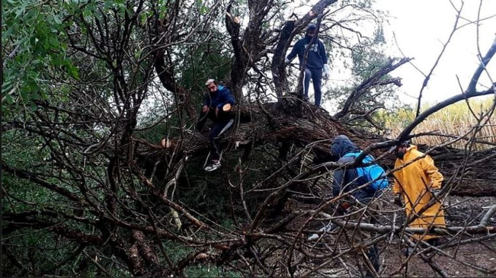 Árboles de gran tamaño fuerron derribados por los fuertes vientos que soplaron esta madrugada en la zona de La Esperanza, a 67 km de San Salvador de Jujuy.