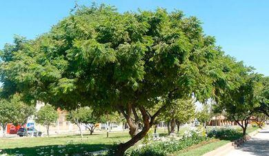 Arbolado urbano: ¿qué árboles conviene plantar en la vereda?