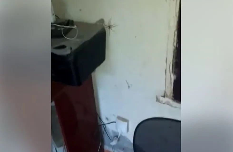 La araña estaba detrás de un mueble y luego salió, provocando el pánico de la joven.