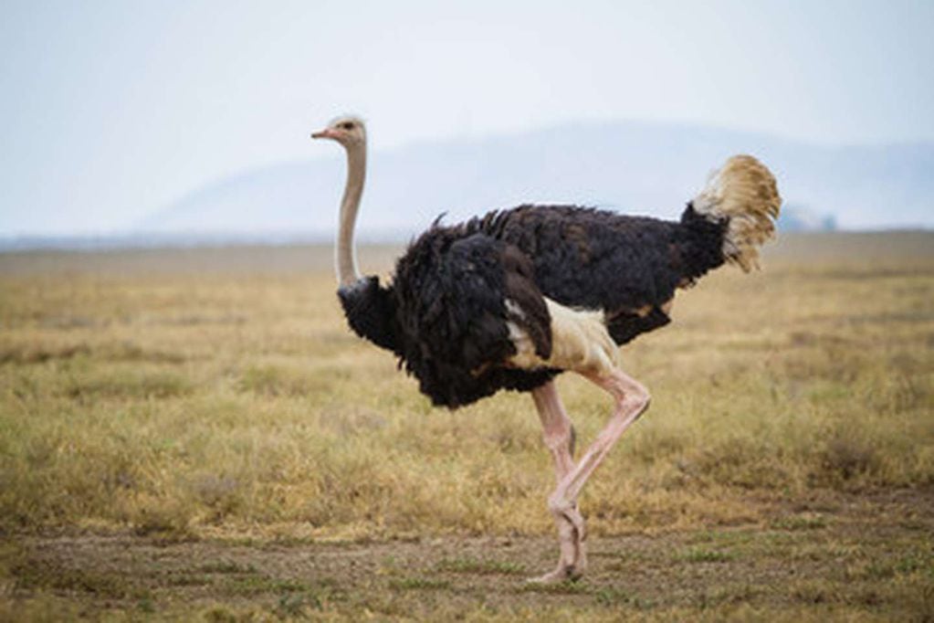 El avestruz es el animal más grande el mundo y alcanza los 180 kilos.