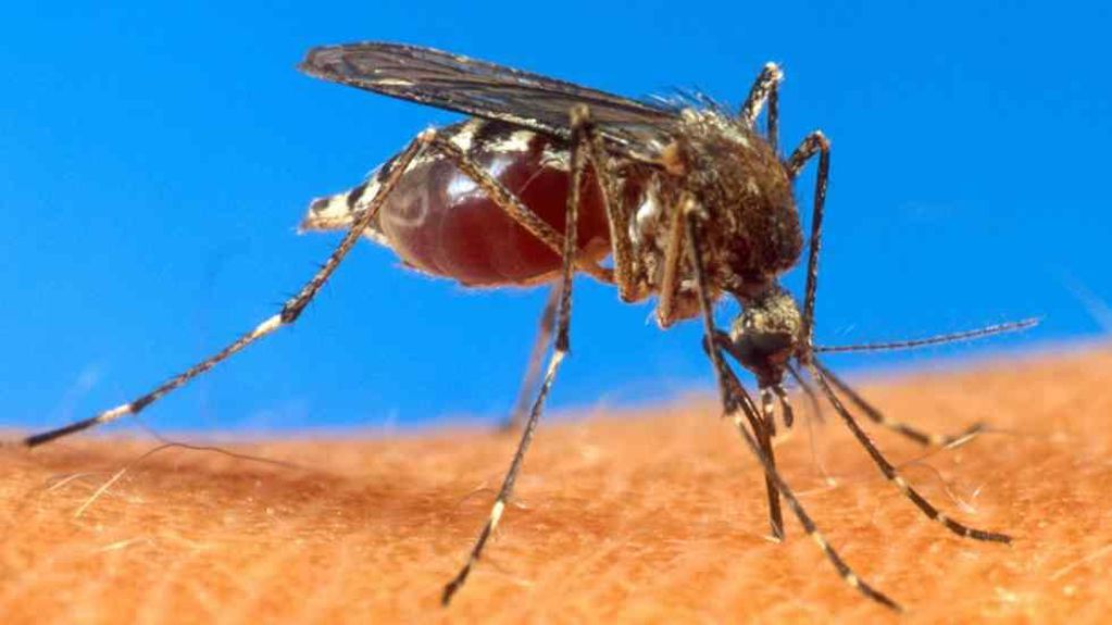 Mosquitos: cuatro opciones caseras y muy económicas para combatirlos 
