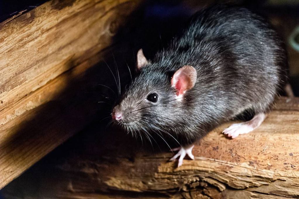 Las ratas se hicieron un tema de conversación después de que se hiciera viral el momento en el que apareció una en la rueda de prensa de Jorge Macri en Retiro.