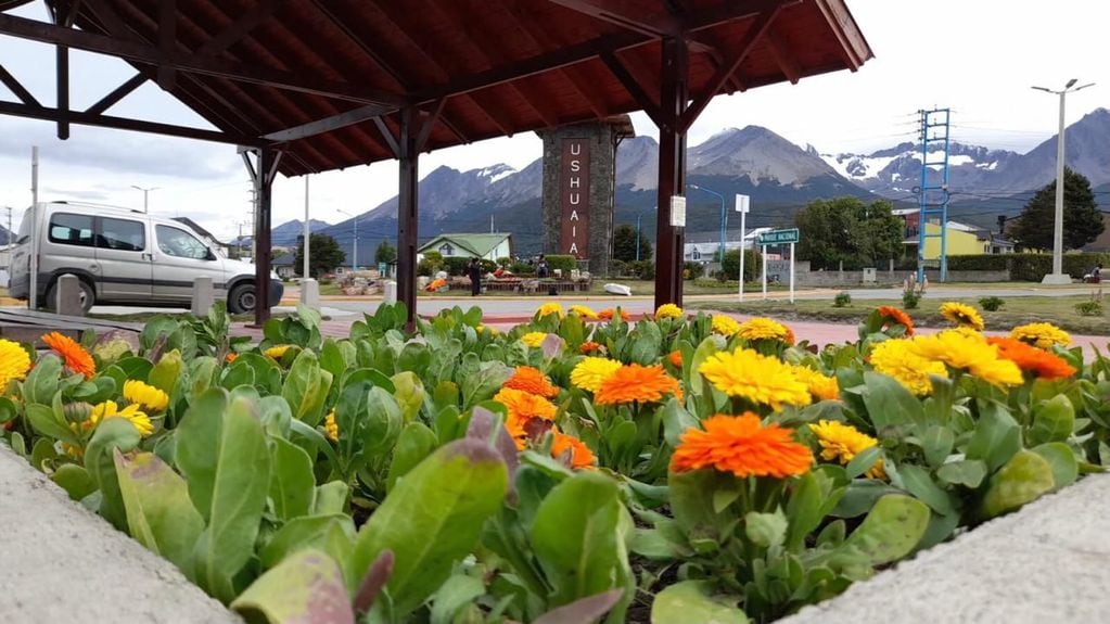 Bajo el programa de embellecimiento de la ciudad se realizó la plantación de flores y arbustos en las distintas rotondas de ingreso a la ciudad.