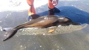 Rescataron a un delfín en Río Negro luego de asistirlo por horas.