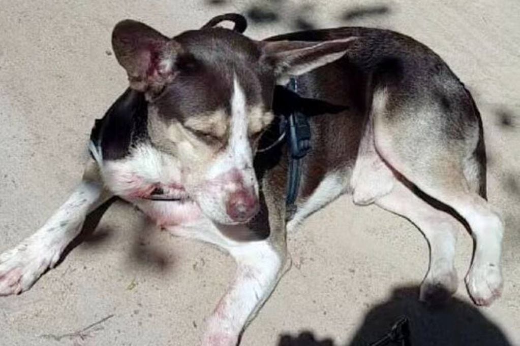 El perro de la víctima ayudó a identificar al sospechoso. Foto: G1 Brasil