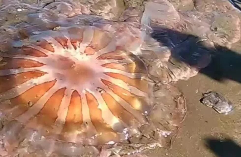 La medusa gigante encontrada en las playas de Mar del Plata. Foto: Gentileza: 0223.