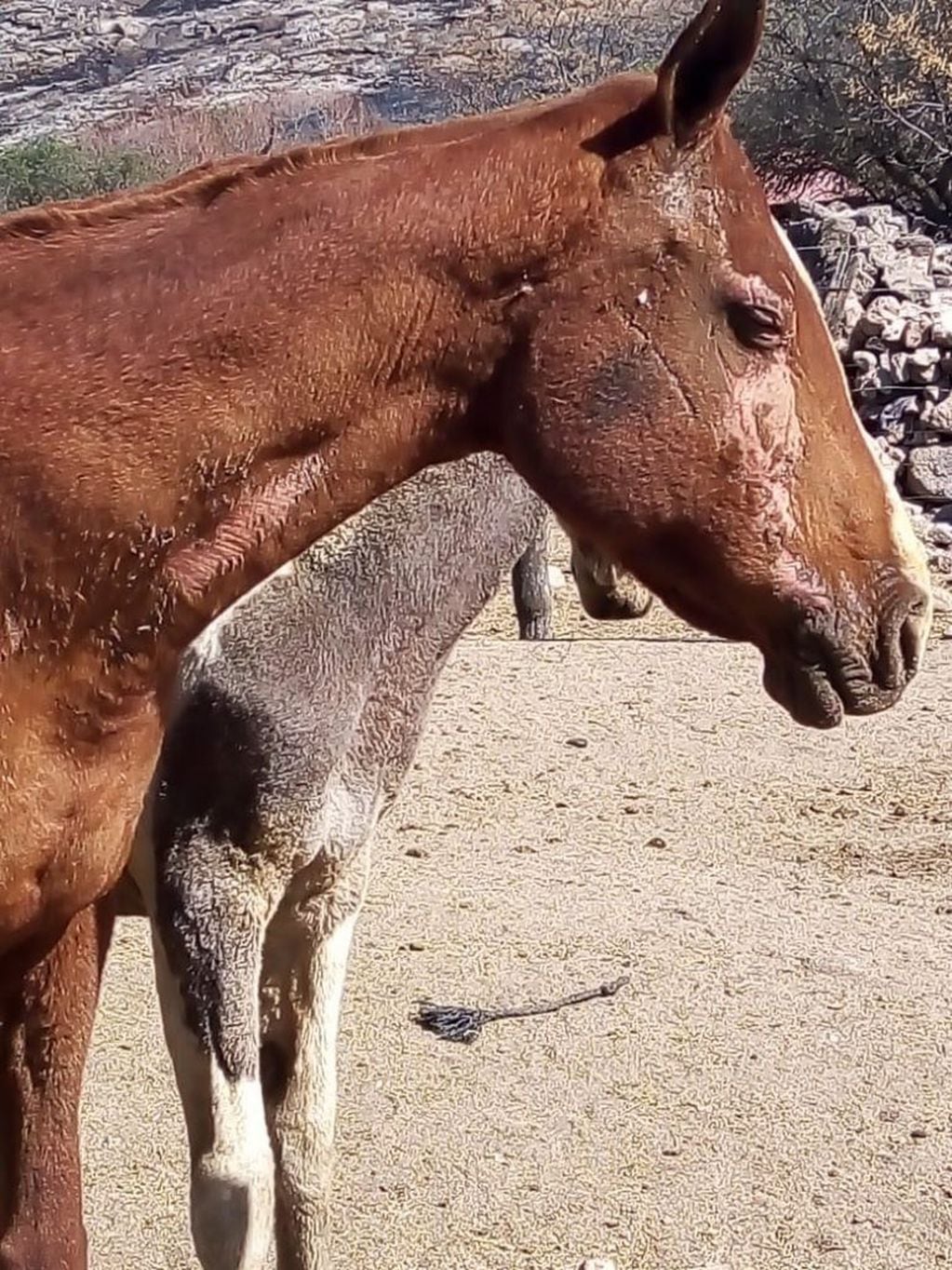 Uno de los caballos afectados tras el incendio en Tanti. (Foto: gentileza Azul Godoy).