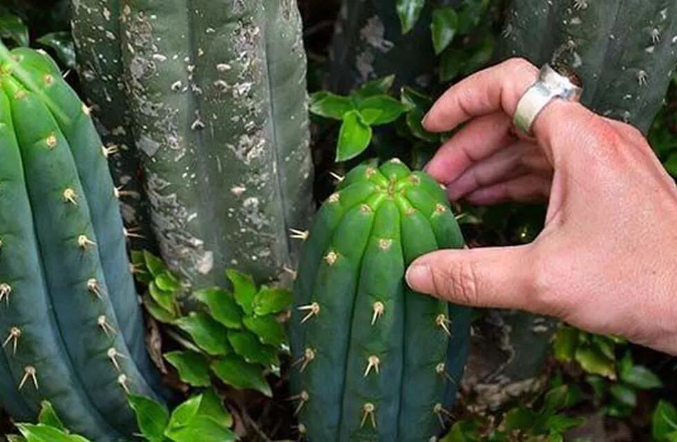 Allanan viveros en Morón por la supuesta venta de cactus alucinógenos prohibidos