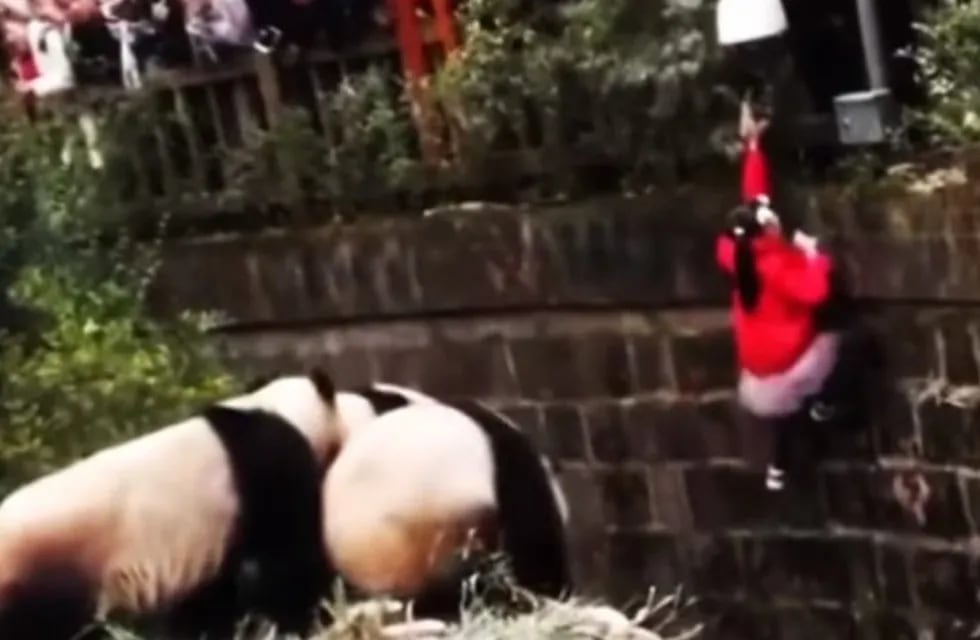 China: desesperado rescate de una nena que cayó en una cueva de osos panda