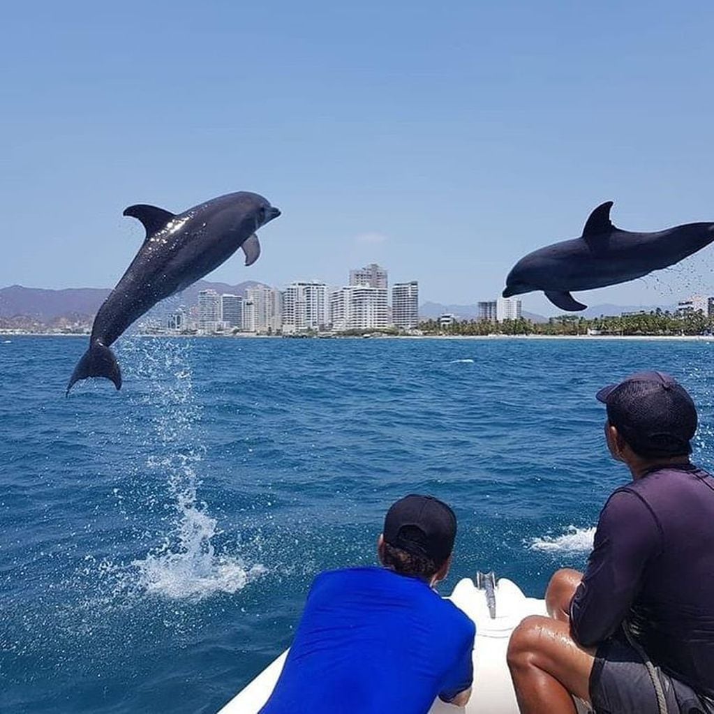 Los cuidadores del acuario acompañaron a los delfines para cuidarlos mientras disfrutaban del mar y de poder socializar con su entorno marino. (Instagram/@Ultimahoracol)