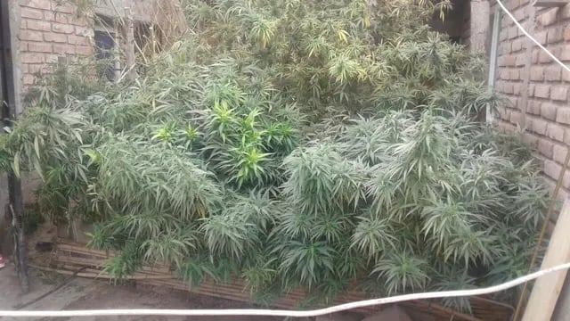 Plantas de marihuana halladas en procedimientos.