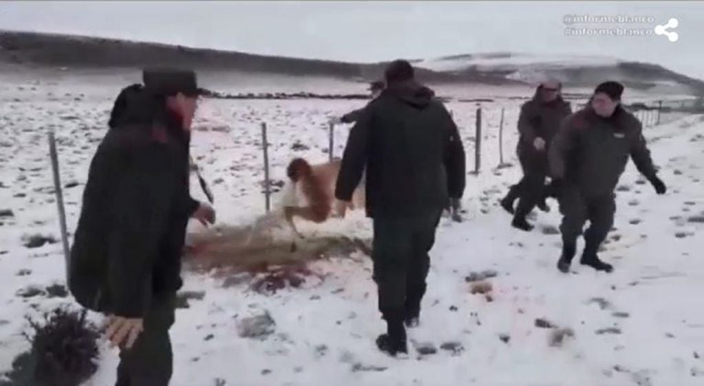 Gendarmería logró liberar a un guanaco atrapado en un alambrado. (Captura de video).