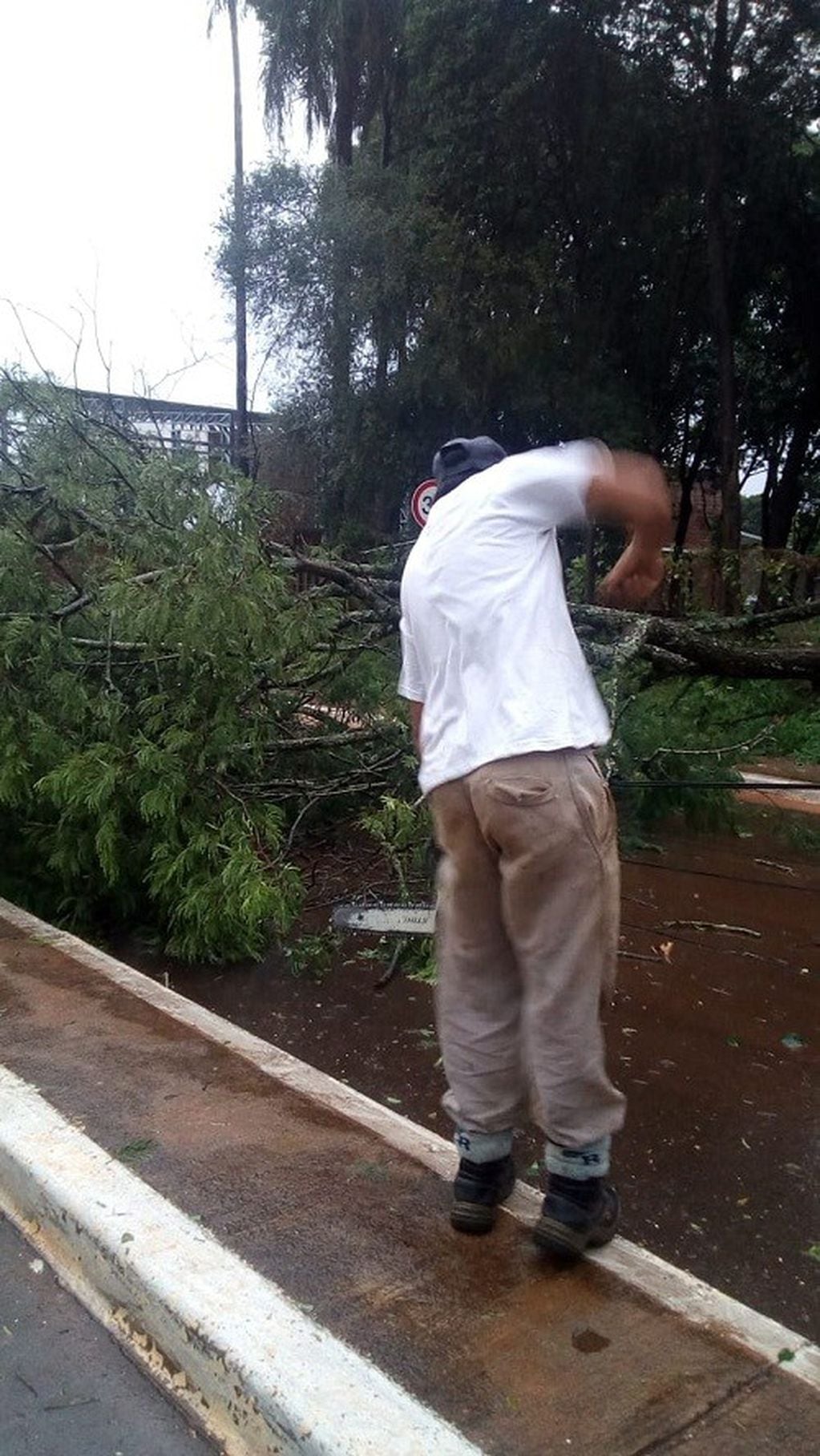 Un trabajador municipal cortando los árboles caídos por la tormenta.