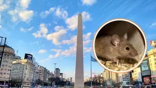 Cuáles son los cinco barrios porteños con más ratas en Buenos Aires