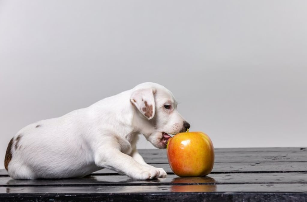 Ciertas frutas y verduras pueden consumirlas los perros, pero con moderación.
