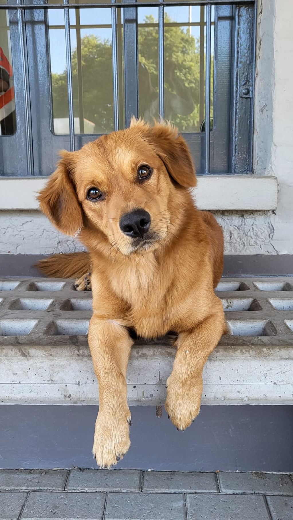 El perrito que fue adoptado por los trabajadores de la estación de tren de Villa María.
